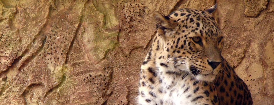 在线DDOS攻击平台